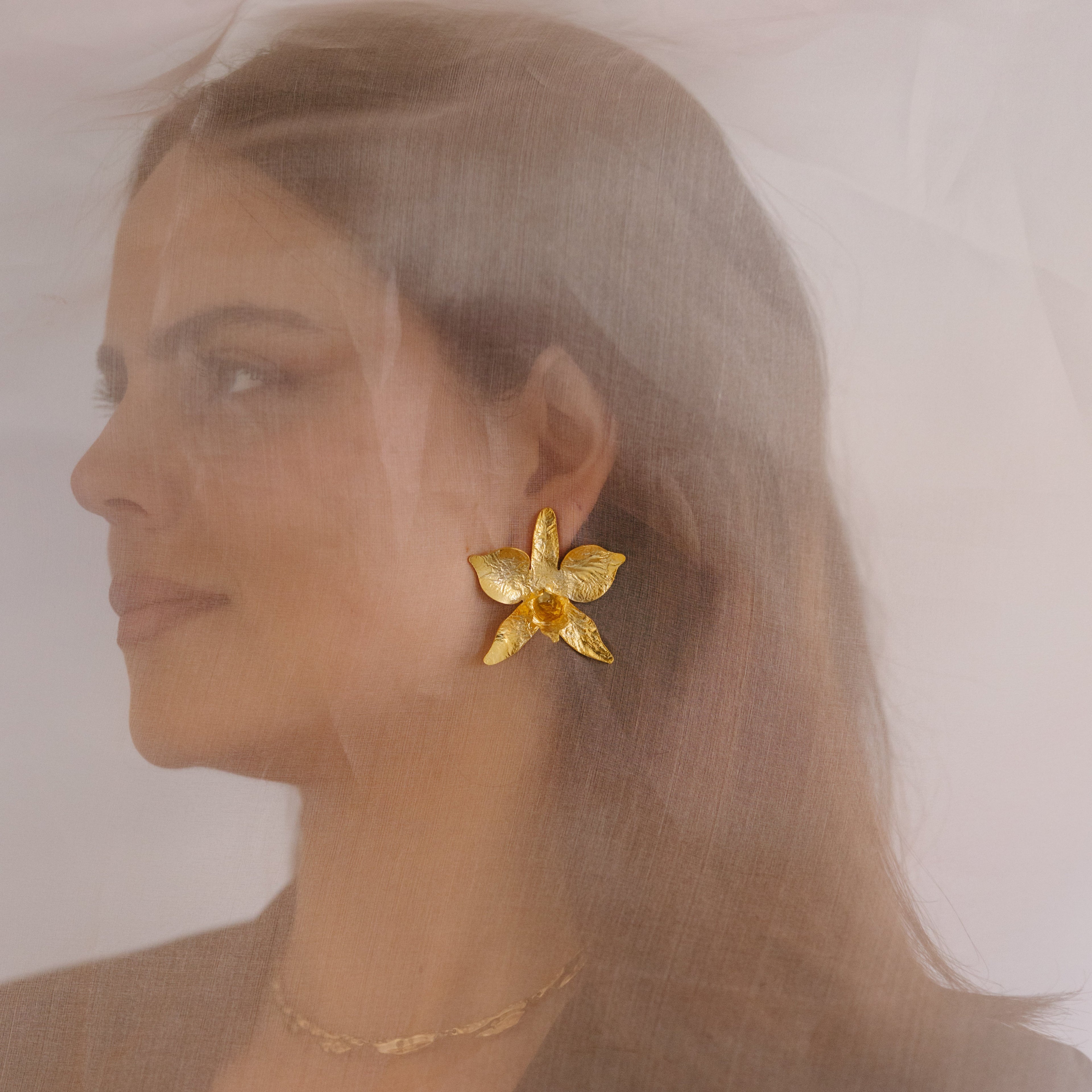 ORQUIDEA CAMBRIA MAXI